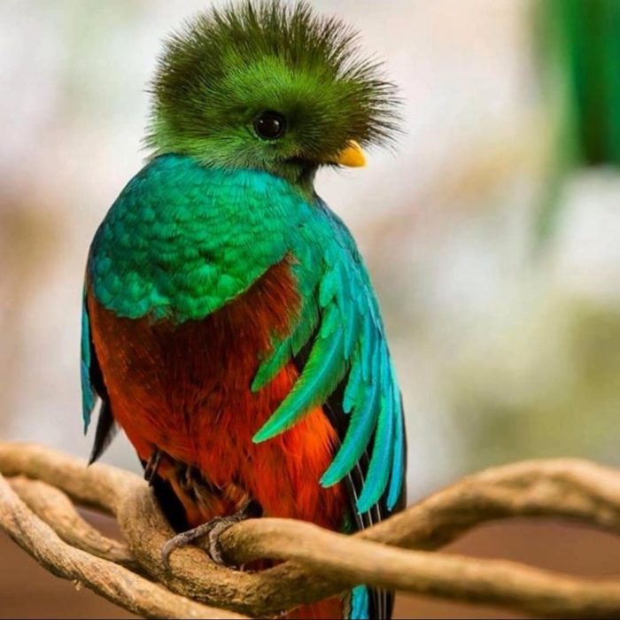 Resultado de imagen de un quetzal ave
