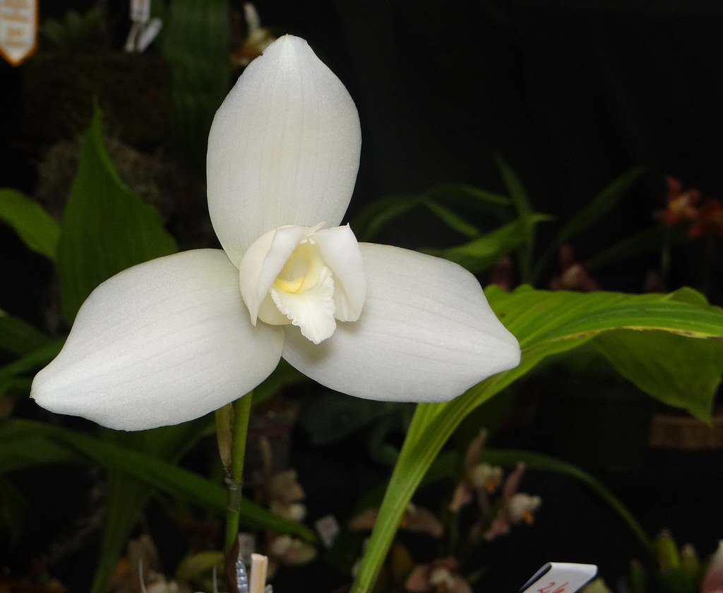 Hoy es el día de la Monja Blanca, Flor Nacional de Guatemala - TN23NOTICIAS