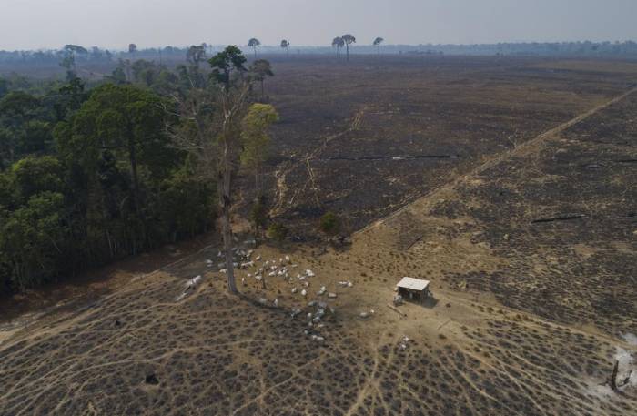 ARCHIVO - Ganado pasta en tierras recientemente quemadas y deforestadas por ganaderos cerca de Novo Progresso, en el estado de Pará, Brasil, el 23 de agosto de 2020. (AP Foto/Andre Penner, archivo)