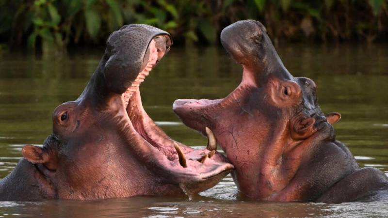 El gobierno de Gustavo Petro ha sido enfático en que los hipopótamos ocasionan un grave daño ambiental. Foto: AFP