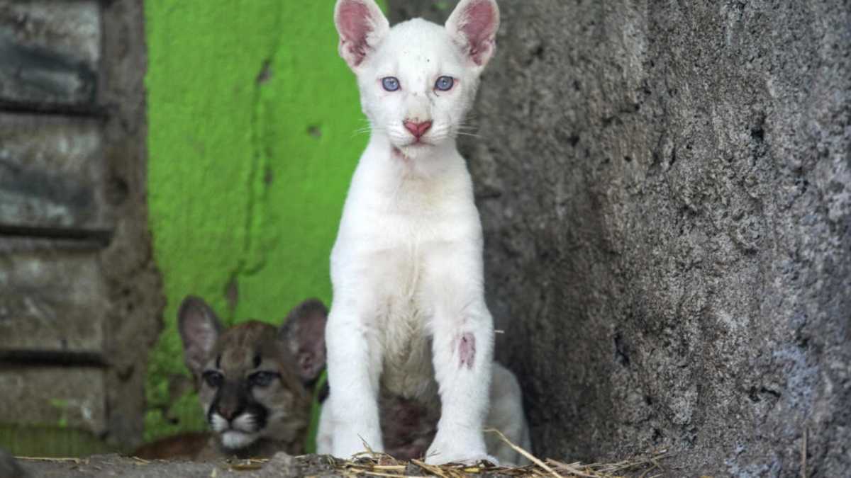 Un zoológico de Nicaragua abrió sus puertas para que los visitantes conozcan a Itzae, un puma hembra albino de casi cuatro meses. Foto: AFP