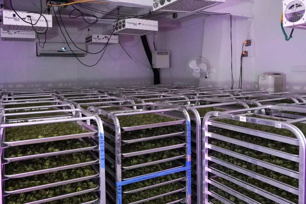 En 2022 las autoridades de Nueva York, le dieron luz verde para cultivar legalmente a los productores de cannabis. Foto: AFP