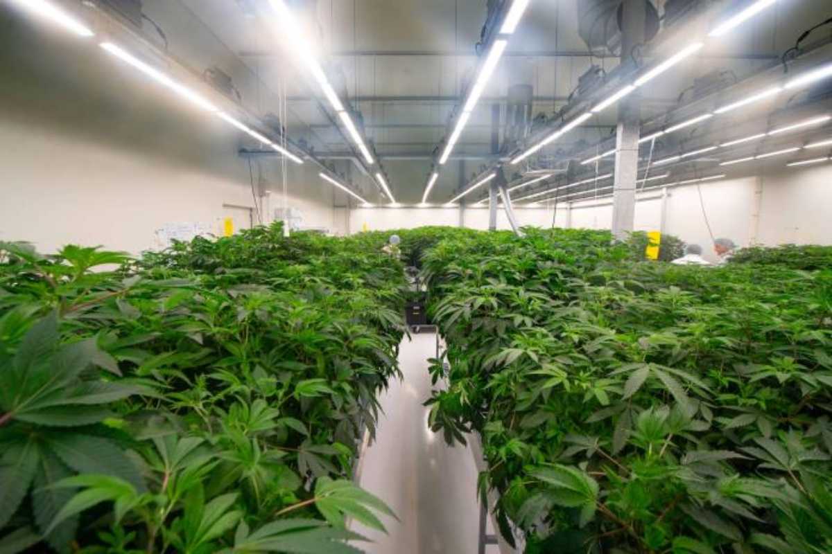 Los neerlandeses podrán consumir cannabis legalmente por primera vez en dos ciudades del sur del país. Foto: AFP