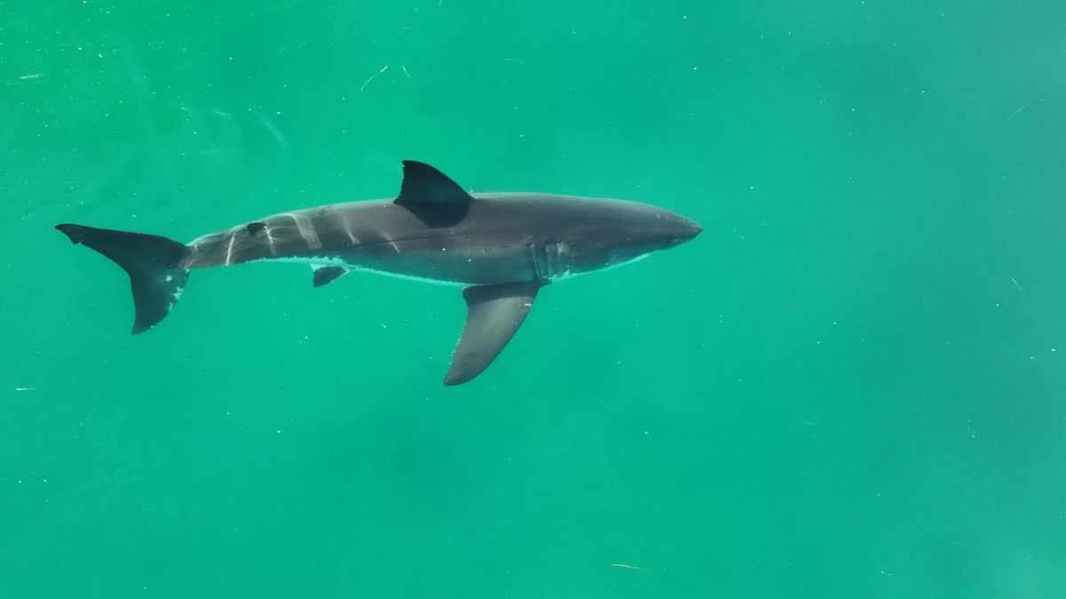 Imágenes inéditas de un tiburón blanco recién nacido podrían revelar la zona ante las costas de California, animales amenazados de extinción. Foto: AFP