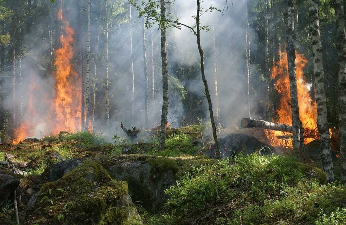 El número de incendios forestales activos en Bogotá y varias regiones de Colombia aumentó de cuatro a 21. Foto: AFP