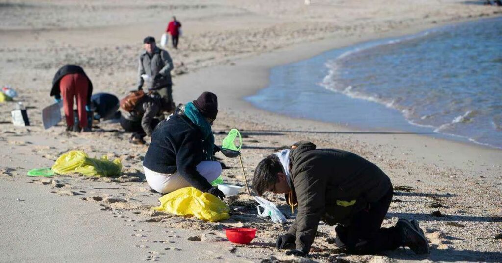 Con coladores o tamices en mano, cientos de voluntarios intentan recuperar millones de pequeñas bolitas de plástico vertidas al mar. Foto: AFP