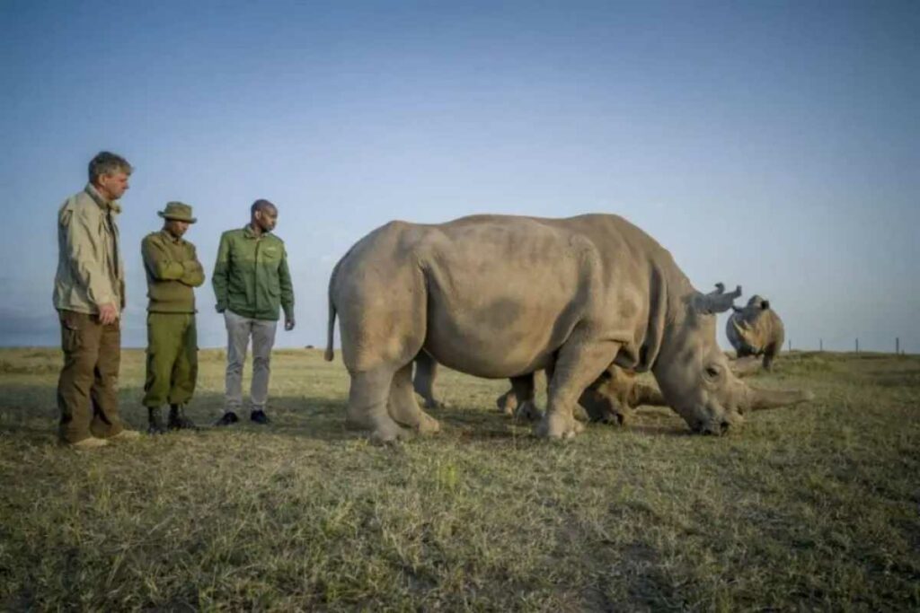 Científicos lograron la primera fecundación in vitro de un rinoceronte blanco del Sur, un avance para salvar al rinoceronte blanco del Norte. Foto: AFP