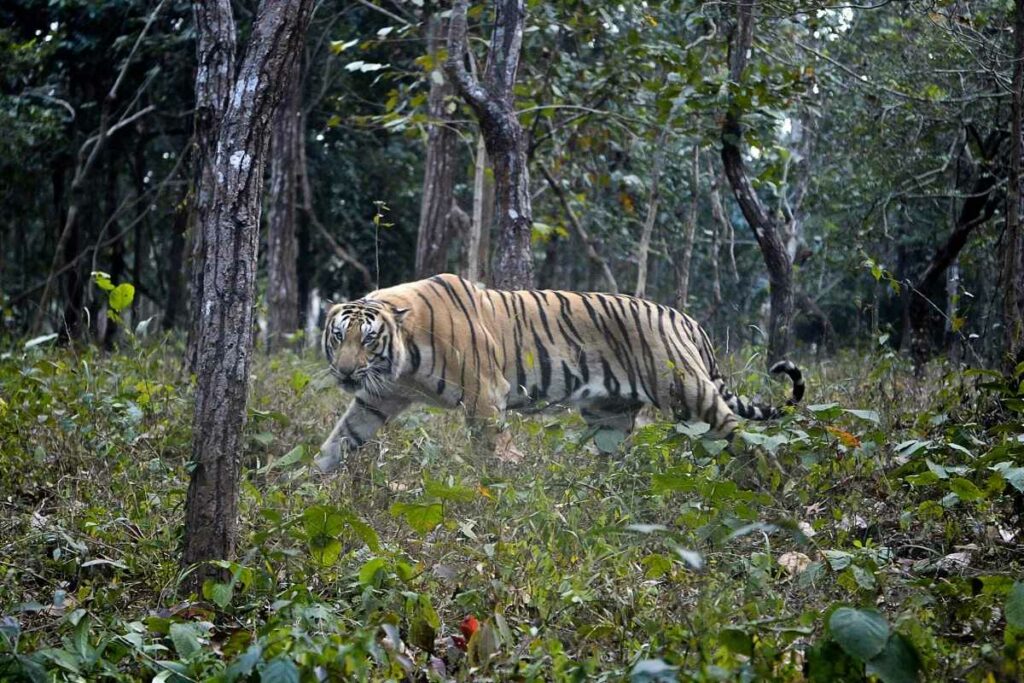 El tigre del Himalaya, que vive por lo regular en la mediana y baja montaña, está aventurándose cada vez más a vivir en las alturas. Foto: AFP