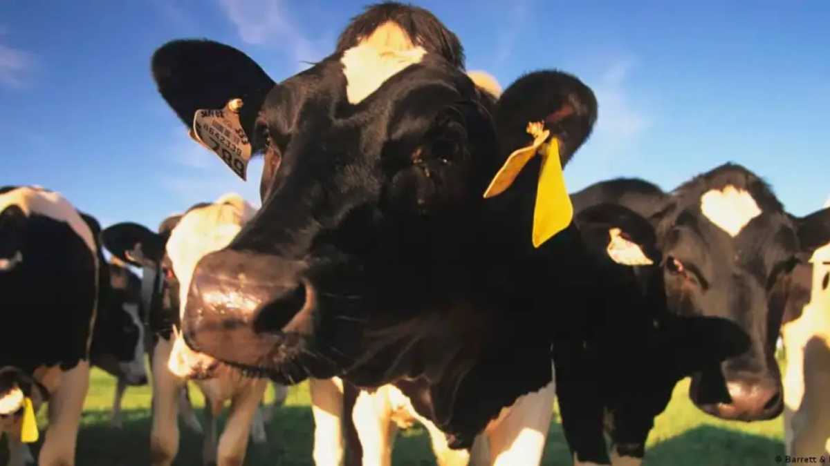 Vacas de una lechería de Texas, en el sur de Estados Unidos, dieron positivo para una cepa contagiosa de gripe aviar. Foto: AFP