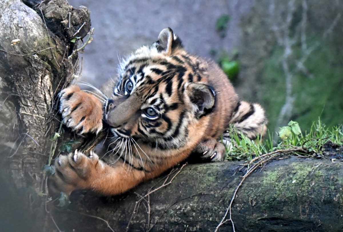 Kala, la tigresa de Sumatra nacida hace tres meses en el zoológico de Roma, hizo su primera aparición pública. Foto: AFP