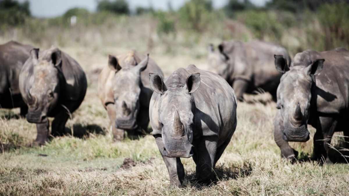 Cazadores furtivos mataron el año pasado a cerca de 500 rinocerontes en Sudáfrica, 11 por ciento más que en 2022. Foto: AFP