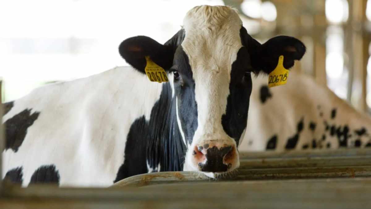 Una persona dio positivo a la gripe aviar en EE.UU. después de haber sido infectada por una vaca lechera. Foto: AFP