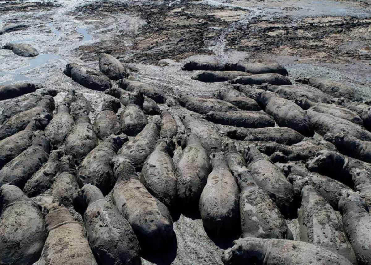 Manadas enteras de hipopótamos están atrapadas en el lodo de estaques semisecos en Botsuana debido a la severa sequía. Foto: AFP