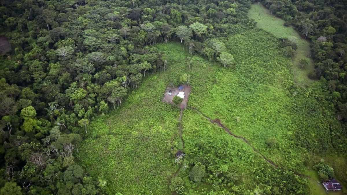 La Tierra perdió una superficie de selva tropical virgen equivalente a 10 campos de fútbol por minuto en 2023. Foto: AFP