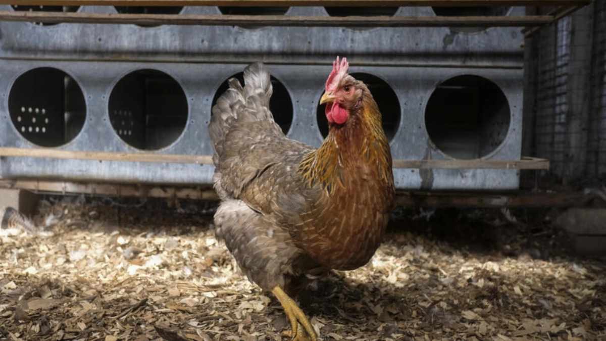 Las gallinas también se ruborizan con las emociones, ha constatado un equipo de investigadores franceses. Foto: AFP
