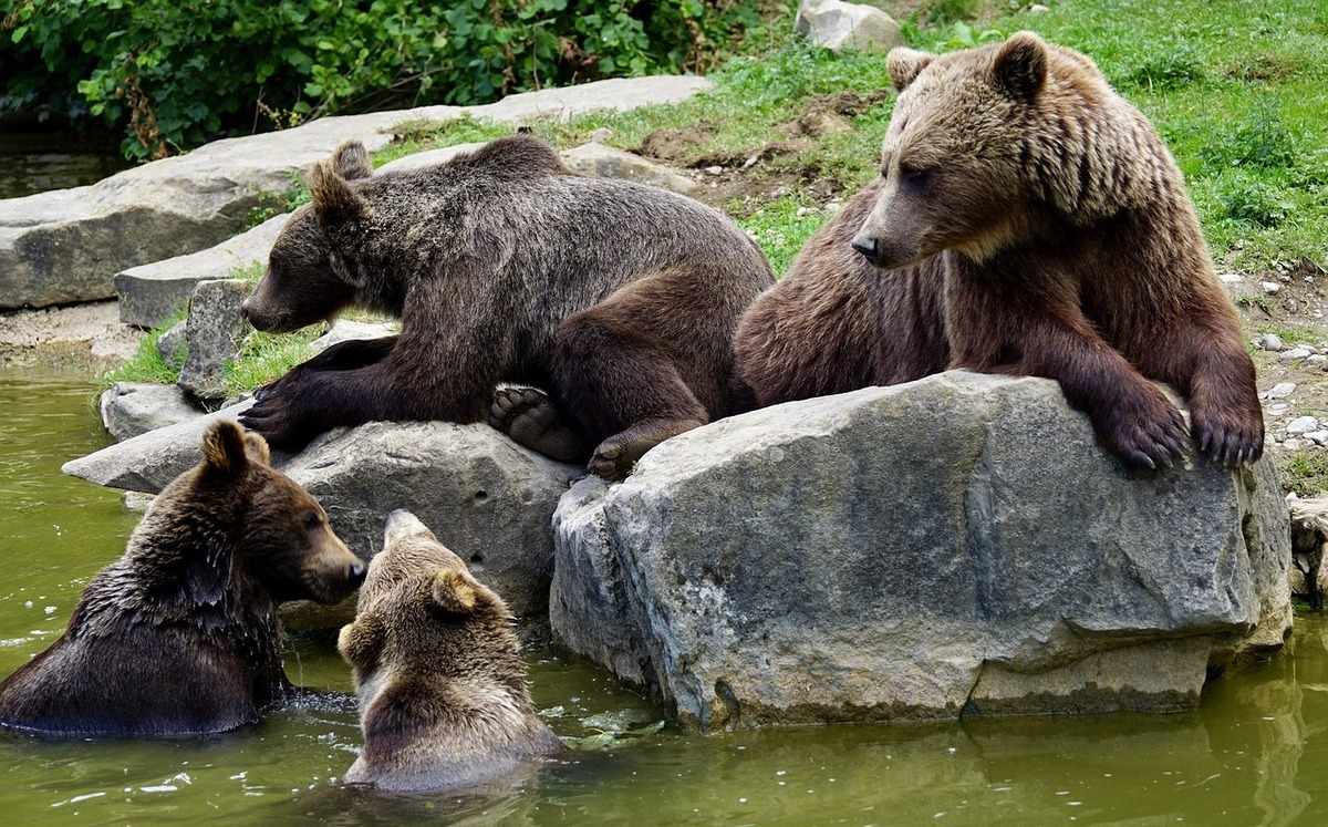 La población de osos mantuvo su aumento en los Pirineos con 83 individuos detectados en 2023, frente a 76 el año anterior. Foto: AFP