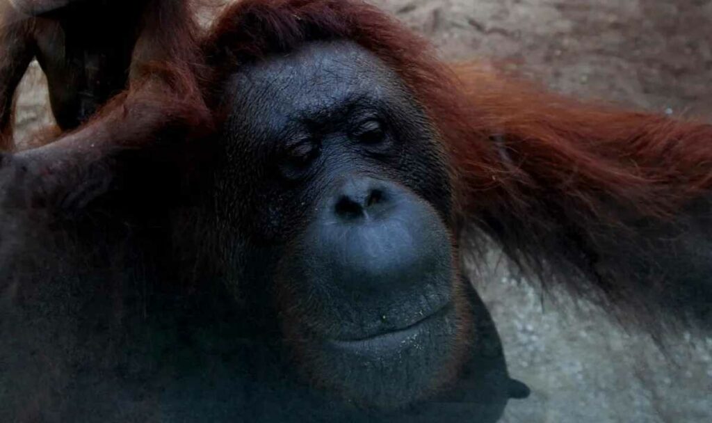 Un orangután de Sumatra, herido en la cara, se curó a si mismo aplicándose un ungüento que produjo al masticar una planta medicinal. Foto: AFP